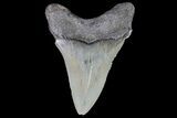 Serrated, Angustidens Tooth - Megalodon Ancestor #74278-1